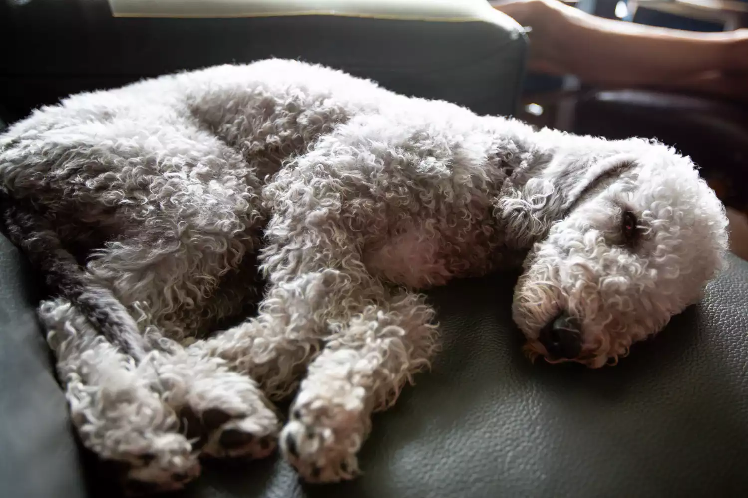Subaru Crosstrek Dog Car Seat for Bedlington Terriers