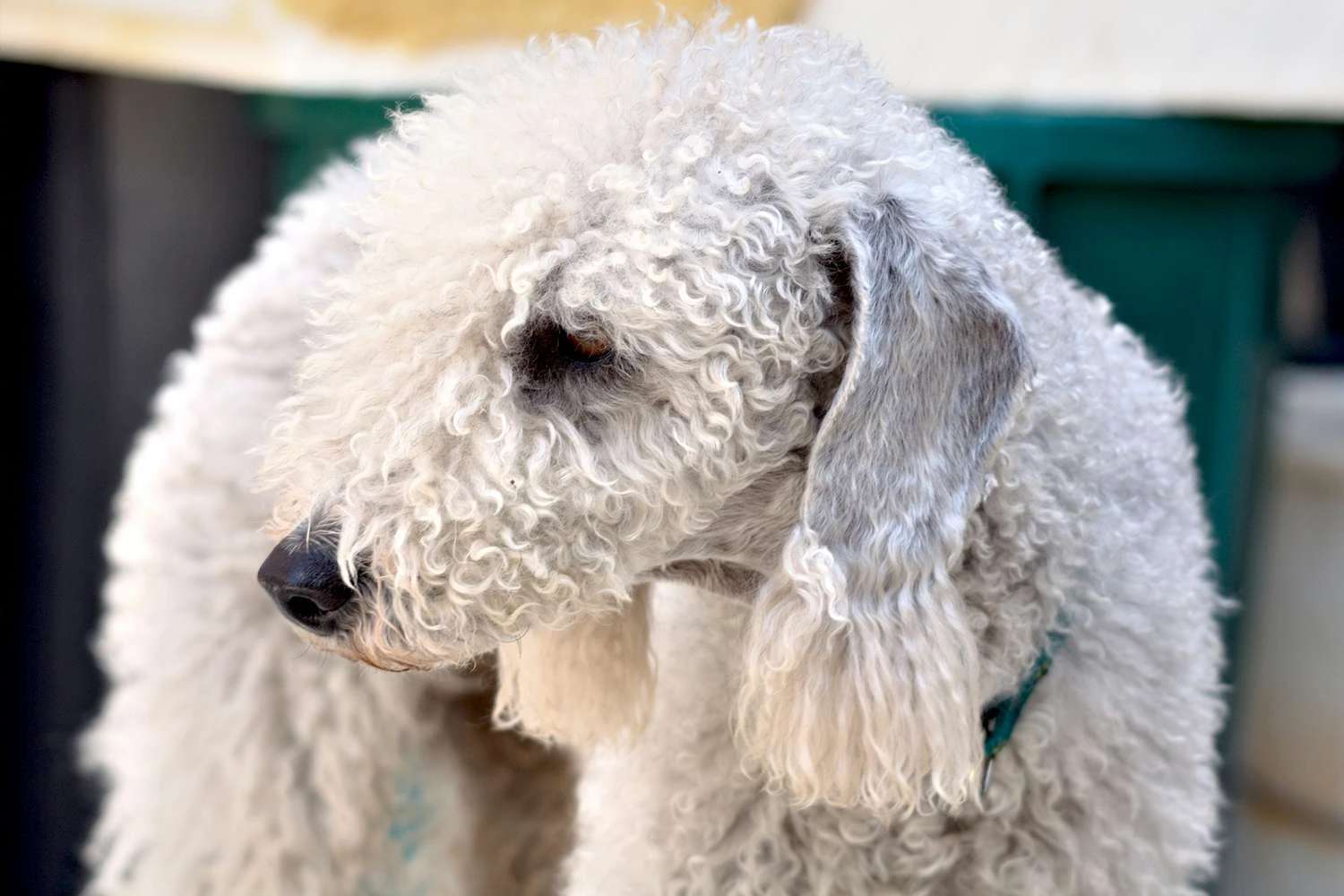 Subaru Crosstrek Dog Car Seat for Bedlington Terriers