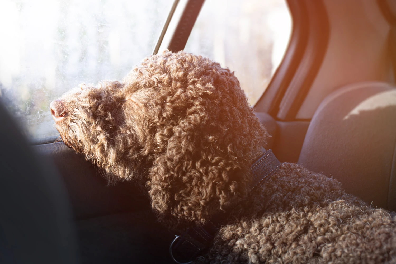 Audi Q5 Dog Car Seat Belt for Lagotti Romagnoli