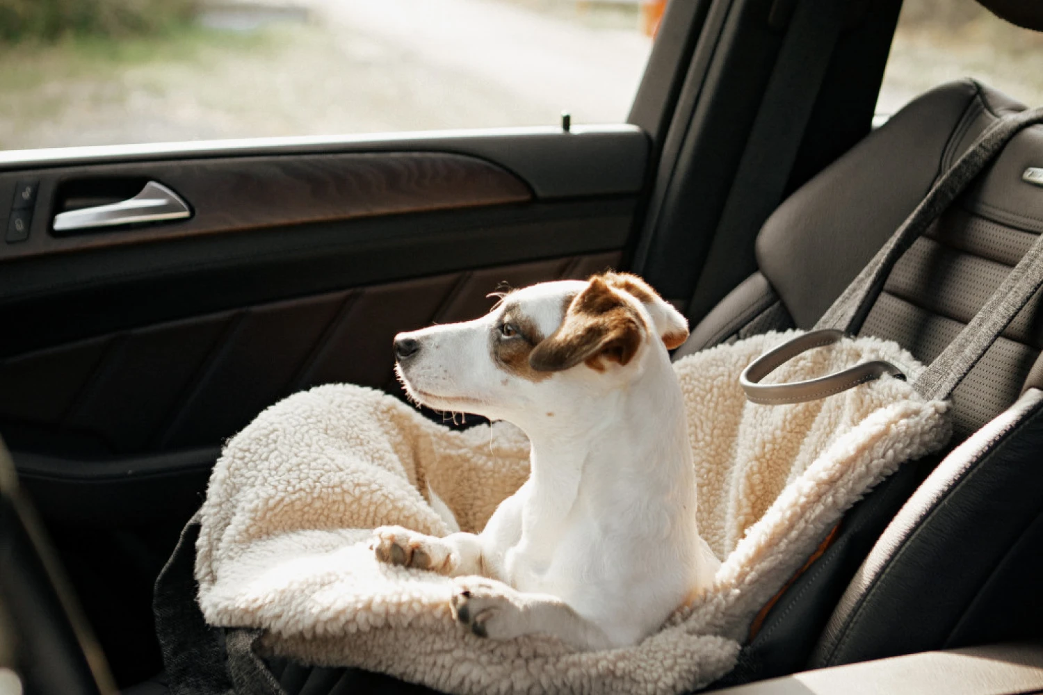 Dog Carrier Purse for Bolognese