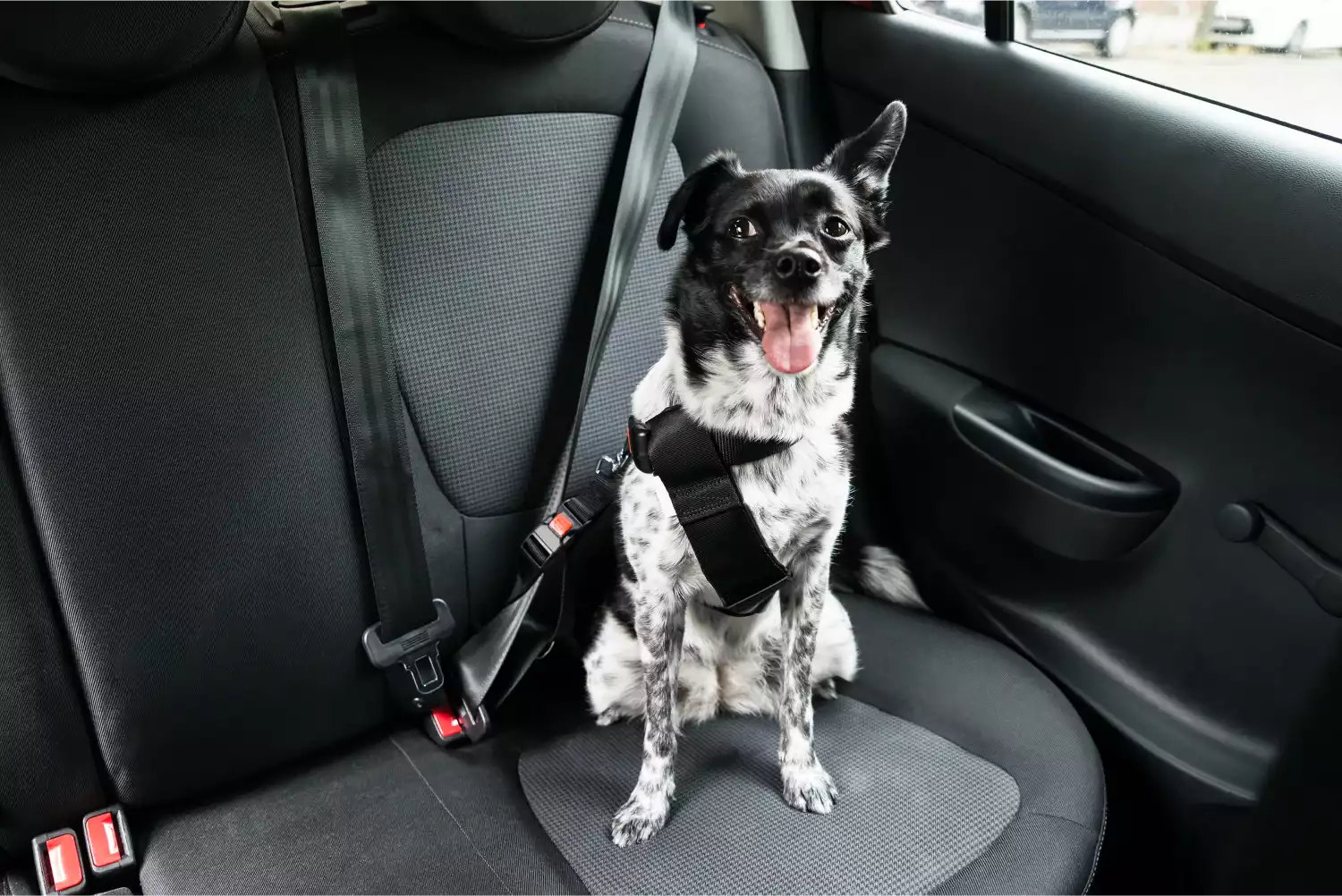 Audi Q5 Dog Car Seat Belt for Lagotti Romagnoli